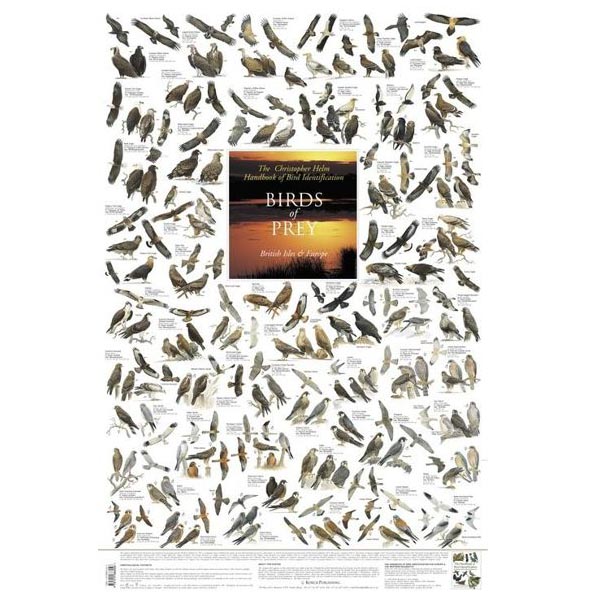 Poster "BIRDS of PREY"
